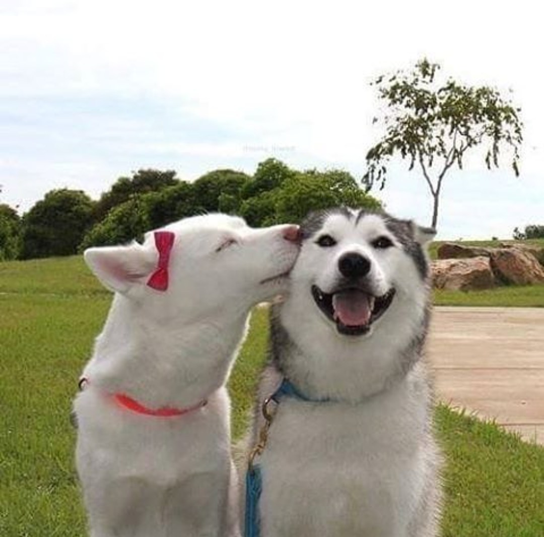 Dog Tinder